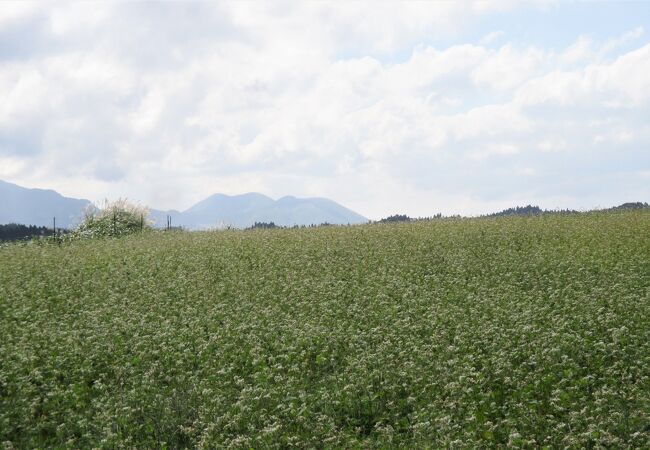 波野 そばの花畑