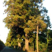 菊陽杉並木公園の裏側の並木が見栄えがしました。