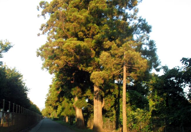 菊陽杉並木公園の裏側の並木が見栄えがしました。