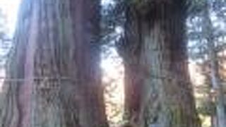 樹齢1500年で天然記念物に指定されています