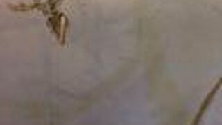 国立台湾博物館 土銀展示館