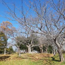 桜も植えられていて、春には花も楽しめそう。