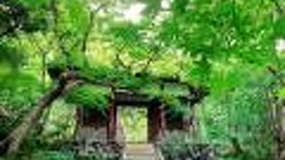 青もみじの季節のvivid greenも美しかったです!