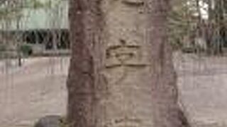 鳥のさえずりが印象的