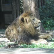 動物は９０種もいます。