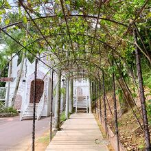 5月にはヒスイカズラはもう終わってました