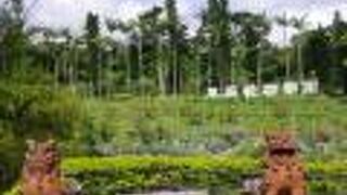 GWはもう、ヒスイカズラは咲いてませんでした!