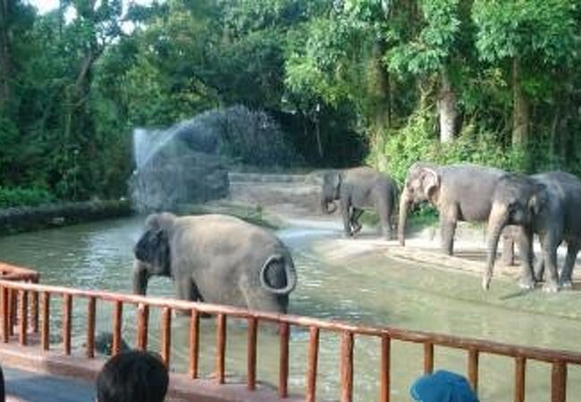 シンガポール動物園 クチコミ アクセス 営業時間 シンガポール フォートラベル