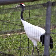 鳥インフルエンザのためタンチョウヅルとはゲージ越しでの逢瀬となります。