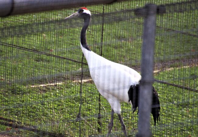 鳥インフルエンザのためタンチョウヅルとはゲージ越しでの逢瀬となります。