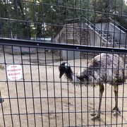 無料の動物園
