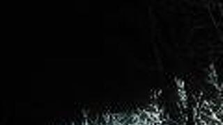 イルミネーションと残った葉や落葉の対比も趣あり