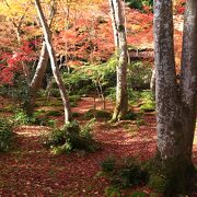 紅葉シーズンのおすすめ