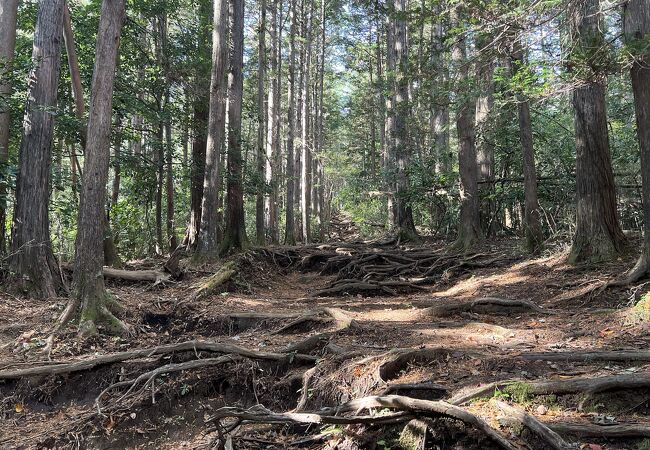 湯坂山の山麓を箱根登山鉄道が走っている