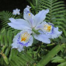 美しい草花も楽しめます