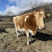 日本でも３か所しか飼育していないガンジー種が見られる