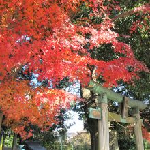 小さな祠の前で素敵な紅葉が見られました