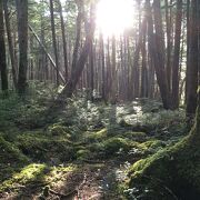 美しい苔の森