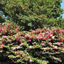 この時季のわずかな花