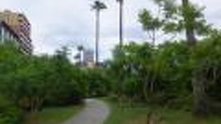 南国の花が熱海に