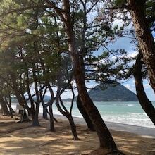 防風林と海岸線の様子