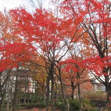 秋の紅葉も綺麗でした