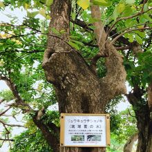 リュウキュウチシャノキ