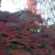 見ごたえ充分な紅葉でした