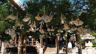 扇形のおみくじが境内の松にぶら下がる姿が可愛らしい：智恩寺(京都府宮津市)