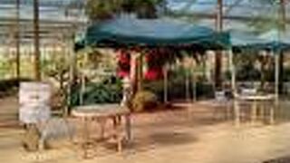 ハーブメニュー