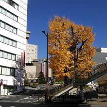 12月の中ごろで綺麗な黄色に染まっていました