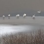 真っ白な湖に白鳥が見れた