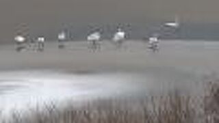 真っ白な湖に白鳥が見れた