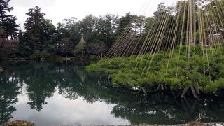 【唐崎の松】冬は雪吊りのシルエットが枝ぶりを強調しています