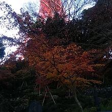 もみじ谷の様子。東京タワーの足元です。