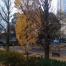 黄色く色づいた銀杏の木もきれいです。