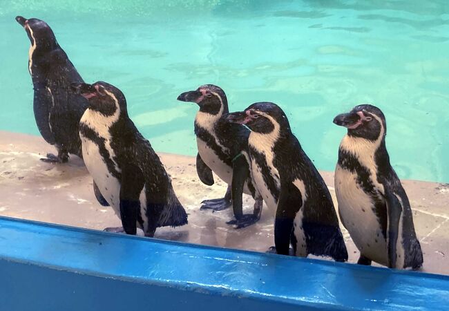 新屋島水族館 クチコミ アクセス 営業時間 高松 フォートラベル