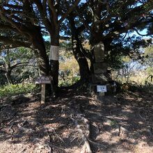 なだらかな大原山山頂。祠もあります。