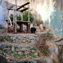 ツキノワグマはちょっとイライラしている。