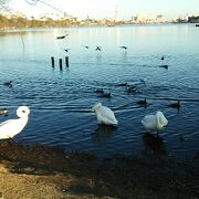 湖周辺に黄門様の銅像やSL、広場など見どころが一杯の公園です