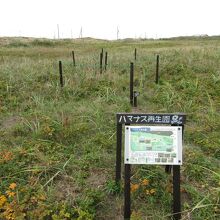 海浜植物の育成地