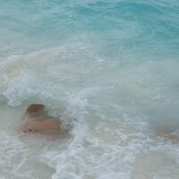 夕方にある桟橋での魚の餌付け