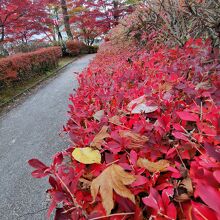 山中湖　旭日丘湖畔緑地公園