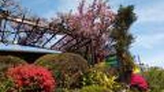 境内にあるツツジと桜の花が満開で最高