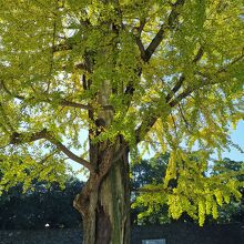 震災イチョウ