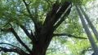 秋の紅葉は、周囲のモミジと相まって見事