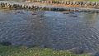 鴨々川水遊び場 