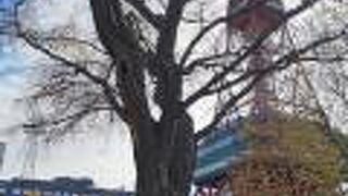 市民会館前のハルニレ 