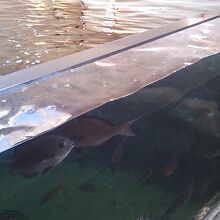 館山の魚が水槽で泳ぐミニ水族館もあります