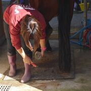 対馬と言えばの「対州馬」